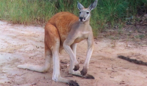 Kangarooweb.jpg